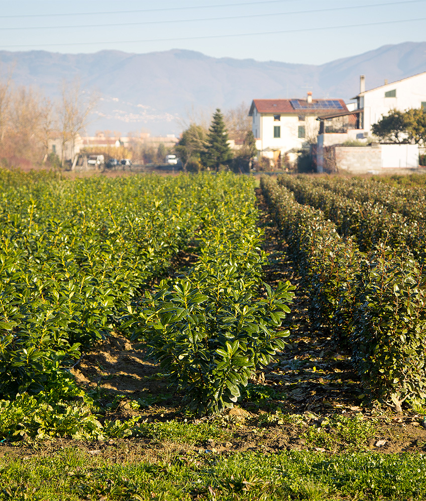Freilandpflanzen Toskana